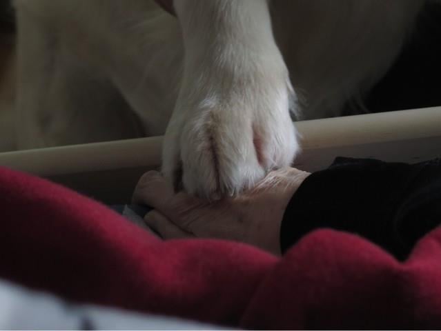 vaalea koiran tassu ikäihmisen käden päällä