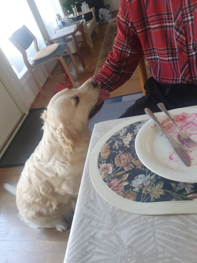 vaalea koira istuu pöydän vieressä ja punapaitainen henkilö rapsuttaa sitä 