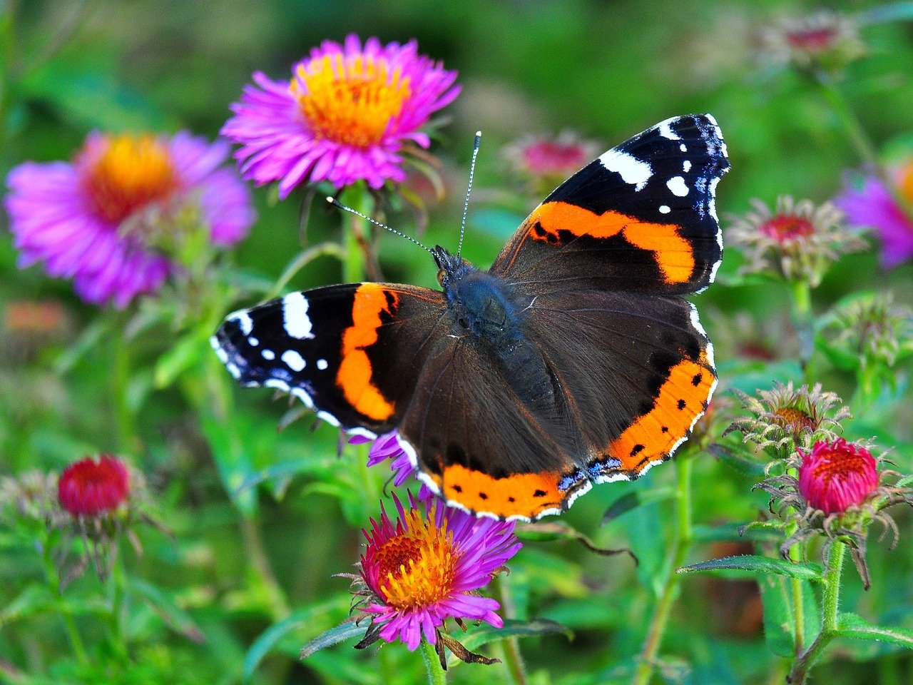 Kuvassa amiraaliperhonen. Pinkkisävyisessä kukkakasvustossa lepää siivet auki perhonen, jolla tummanruskeissa siivissä oranssia ja valkoista.