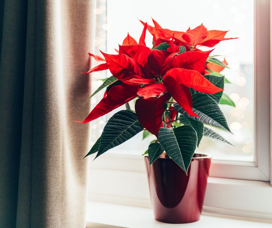 Joulunpunainen joulutähti ikkunan edessä, vasemmassa reunassa näkyy vaaleanruskeaa verhokangasta, joulutähti on kiiltävän punaisessa suojaruukussa.